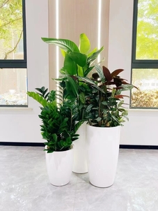 了解余姚花木租赁方案，畅享优质绿植服务